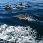 Algarve Dolphin Watching & Marine Life Eco Tour - The Starting Point at Faro’s Nautical Club