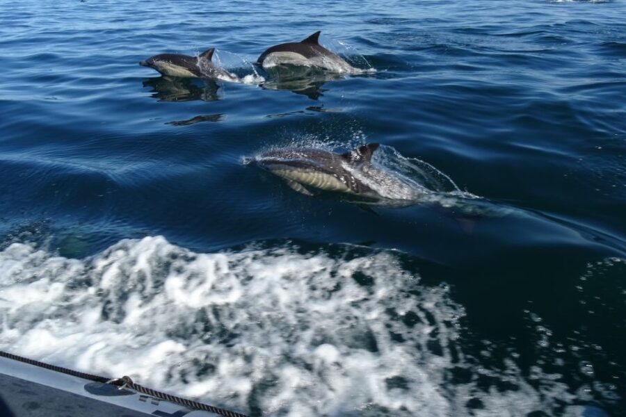 Algarve Dolphin Watching & Marine Life Eco Tour - The Starting Point at Faro’s Nautical Club