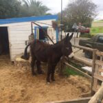 Algarve Mountains & Villages - Half Day Jeep Safari Trip - Visiting Paderne Castle: A Historic Landmark with Scenic Views