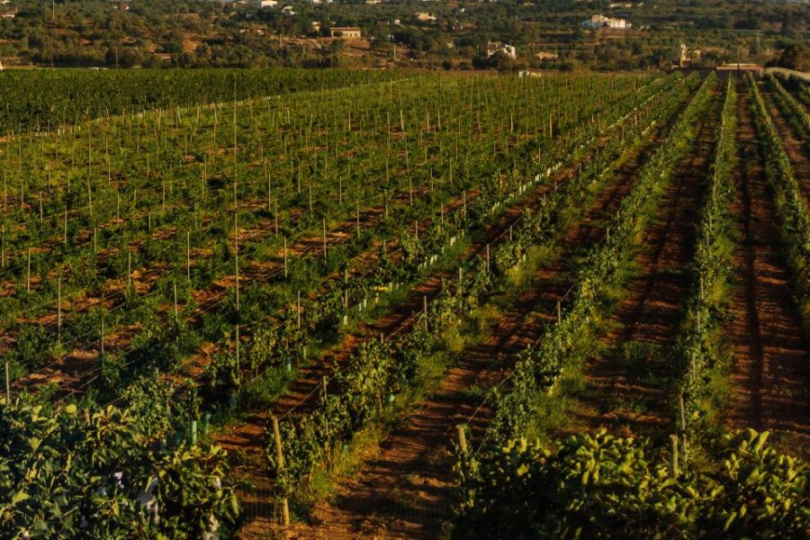 Algarve: Vineyard Tour & Premium Wine Tasting in Silves - The Family-Run Winery in Silves: A Half-Century of Wine Making