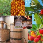 ALGARVE'S ARBUTUS BERRY TRAIL - Exploring Medronho Orchards in the Algarve