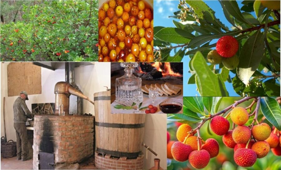 ALGARVE'S ARBUTUS BERRY TRAIL - Exploring Medronho Orchards in the Algarve