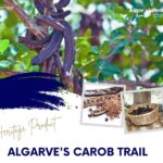 ALGARVE'S CAROB TRAIL - Algarve’s Carob Plantations and Harvesting Methods
