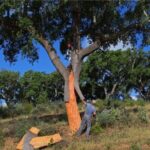 ALGARVE'S CORK TRAIL - Visiting the Museu do Trajo and Insights into Algarve Traditions