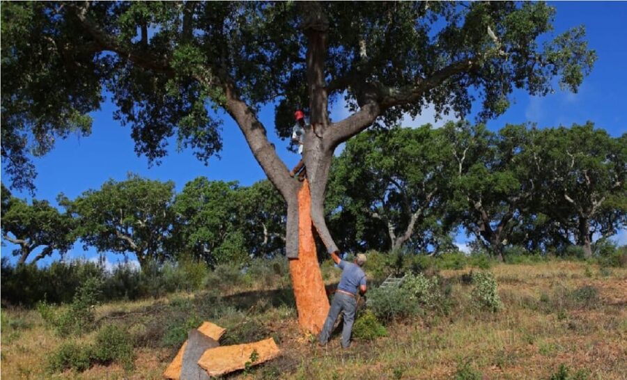 ALGARVE'S CORK TRAIL - Visiting the Museu do Trajo and Insights into Algarve Traditions