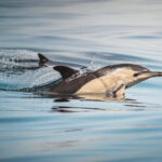 Algeciras: Dolphin and whale watching in reduced groups - Discover the Unique Setting of Algeciras Marina
