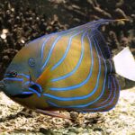 Algés: Vasco da Gama Aquarium Entry Ticket - What You Can Expect: Key Exhibits and Features