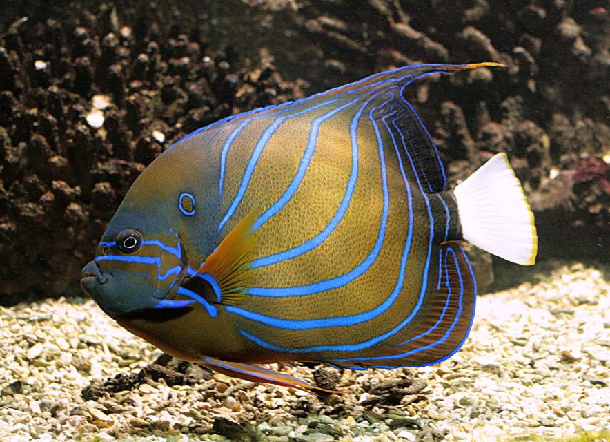 Algés: Vasco da Gama Aquarium Entry Ticket - What You Can Expect: Key Exhibits and Features