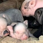 Alghero: visit an animal shelter with lunch or dinner - Visit the Animal Refuge in Olmedo to Connect with Animals