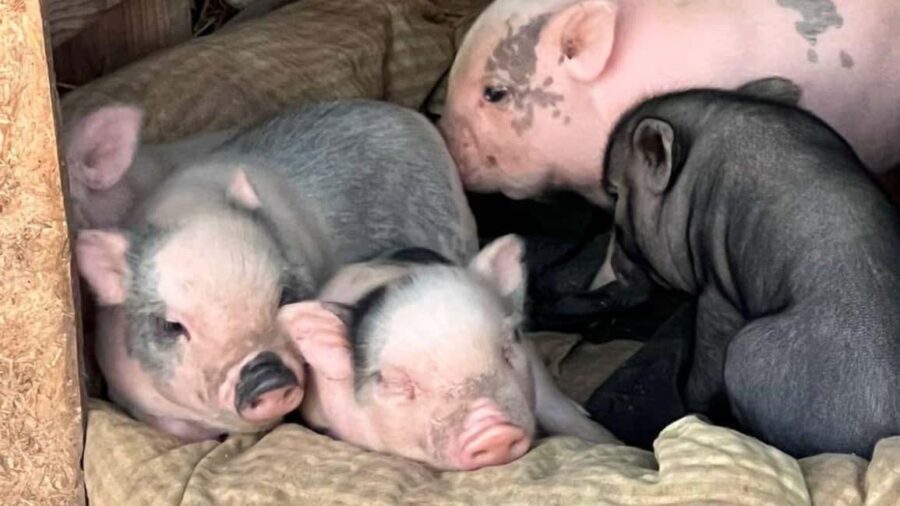 Alghero: visit an animal shelter with lunch or dinner - Visit the Animal Refuge in Olmedo to Connect with Animals