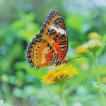 Alghero: Visit at the Butterfly House - Precise Location and Easy Access from Alghero