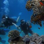 Alicante: Discover Scuba Diving Experience - Transportation and Transfer to the Dive Site