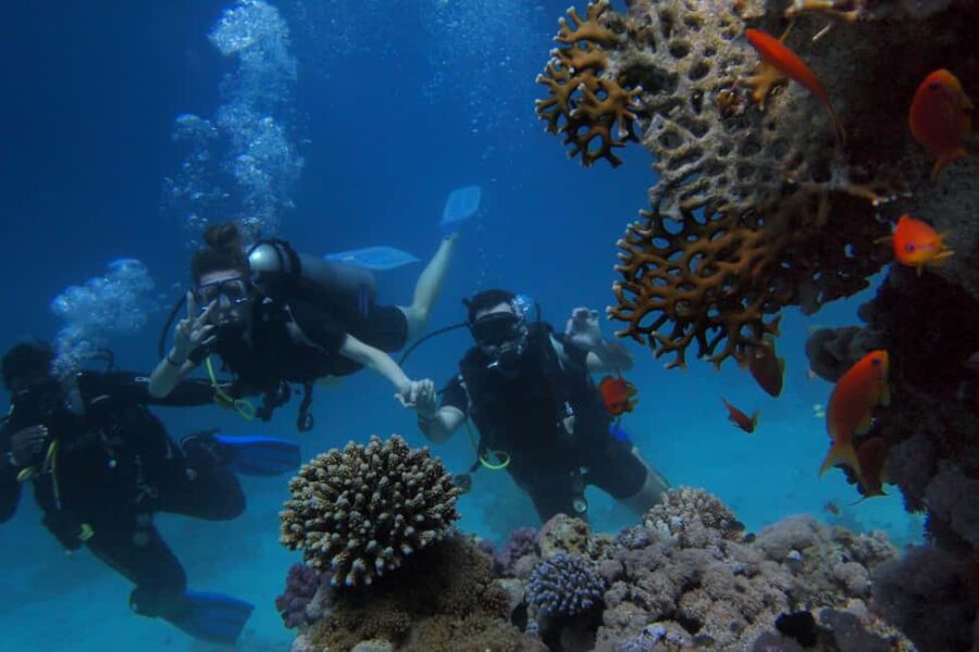 Alicante: Discover Scuba Diving Experience - Transportation and Transfer to the Dive Site