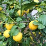 Alicante: UNESCO Heritage Palm grove + Artistic Garden Tour - Exploring the Huerto del Cura Garden’s Artistic Landscape