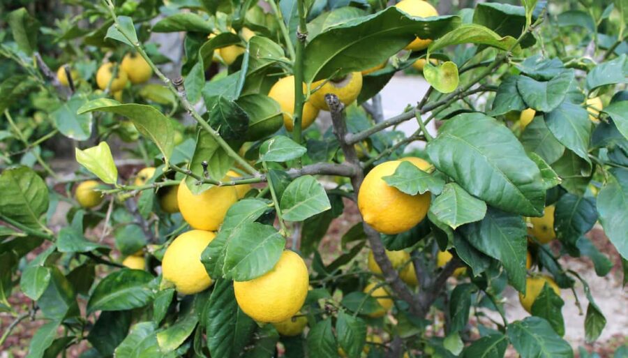 Alicante: UNESCO Heritage Palm grove + Artistic Garden Tour - Exploring the Huerto del Cura Garden’s Artistic Landscape