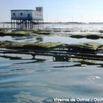 All Day Route in Fuseta - Stops at Barra de Armona and Lighthouse Island