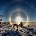 All Day Snowmobile Driving - Starting Point at Lapland Welcome in Rovaniemi