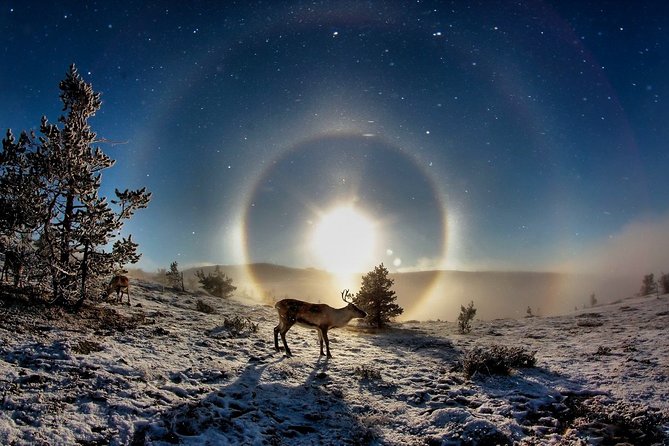 All Day Snowmobile Driving - Starting Point at Lapland Welcome in Rovaniemi
