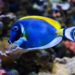 Almería: Aquarium Costa de Almería Entry Ticket - The Entrance Experience and Ticketing Process