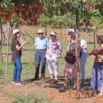 Almería: Wine tour and aperitif from La Alpujarra in Winery - Exploring Organic Vineyards and Fruit Trees