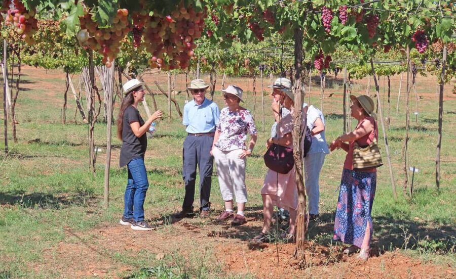 Almería: Wine tour and aperitif from La Alpujarra in Winery - Exploring Organic Vineyards and Fruit Trees
