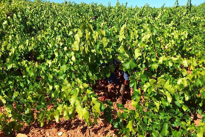 Almería Wine tour, tasting in Bio Winery and aperitif in Spanish - Key Points