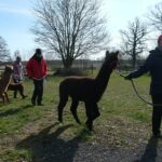 Alpaca hike in the Barnimer Feldmark - Introduction to the Alpaca Hike in the Barnimer Feldmark