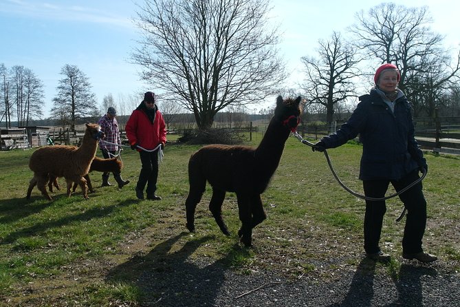 Alpaca hike in the Barnimer Feldmark - Introduction to the Alpaca Hike in the Barnimer Feldmark