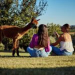 Alpaca Trek in Valdichiana Senese - Meeting Point and How to Find Your Way