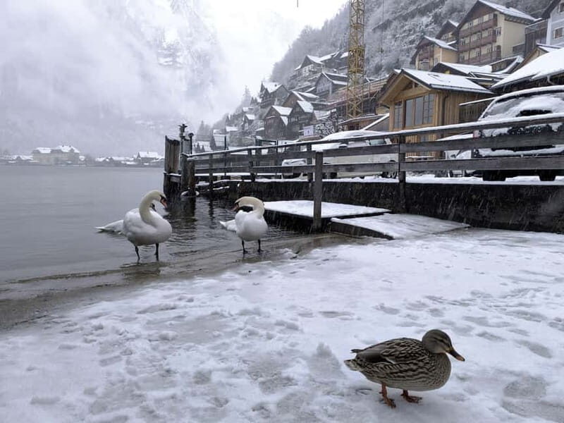 Alpine Beauty & Fairytale Towns: Hallstatt & Salzburg Tour - From Vienna or Bratislava to the Austrian Alps in Comfort