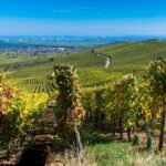 Alsace Full Day Wine Tour from Colmar - Exploring the Alsace Villages and Scenic Landscape