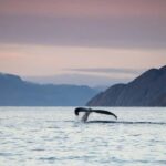 Alta: 3.5 Hour Fjord & Whale Watching Cruise - Learning About Whale Behavior from Expert Guides