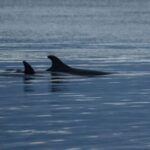 Alta: Alta Fjord Whale Watching Tour - Starting Point and Meeting Logistics in Alta