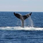 Alta Fjord: Private Whale Watching Tour - Overview of the Private Whale Watching Experience