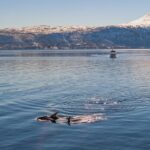 Alta Fjord Whale Watching on a Heated Boat - The Comfort of the Sea Runner Vessel