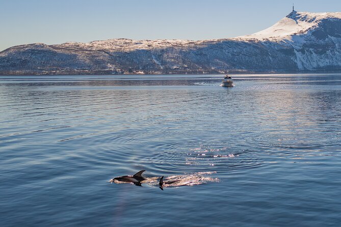 Alta Fjord Whale Watching on a Heated Boat - The Comfort of the Sea Runner Vessel