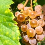 Alvarinho Wine Route: Private Full Day Tour - Discover the Authentic Alvarinho Wine Region in Portugal