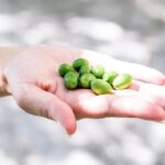 Amalfi Coast Vintage Tour with oil tasting in Ravello - Vintage Car Journey with Spectacular Coastal Views