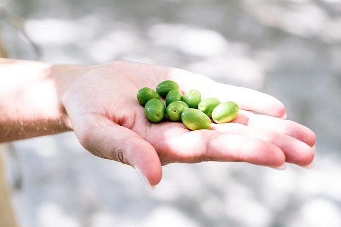 Amalfi Coast Vintage Tour with oil tasting in Ravello - Vintage Car Journey with Spectacular Coastal Views