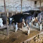 Amalfi: Milk the cows, Make Pasta, Mozzarella and Tiramisù! - Making Fiordilatte Mozzarella with Fresh Milk