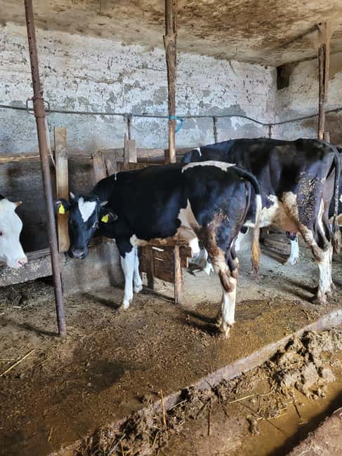 Amalfi: Milk the cows, Make Pasta, Mozzarella and Tiramisù! - Making Fiordilatte Mozzarella with Fresh Milk