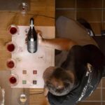 AMARONE: VERTICAL TASTING OF HISTORIC VINTAGES - Visiting Ca Besi Vineyards in Veneto