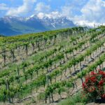 Among ancient sunny vineyards, visit and taste the wines from the San Lorenzo cellar - Exploring the De Sterlich Palace’s Cellar and Vaults