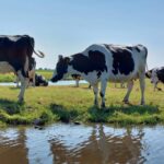 Amsterdam & Countryside Private Tour by premium car - Waterland: The Scenic North of Amsterdam