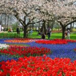 Amsterdam: Day trip to Tulip Farm, Keukenhof + Windmill Cruise - Traveling through Endless Tulip Fields near Lisse
