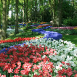 Amsterdam: Half-Day Keukenhof Guided Tour with Entrance - The Tour Starts with a Central Amsterdam Pickup