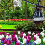 Amsterdam: Keukenhof and Tulip Fields Private Day Trip - Convenient Pickup from Multiple Amsterdam Locations