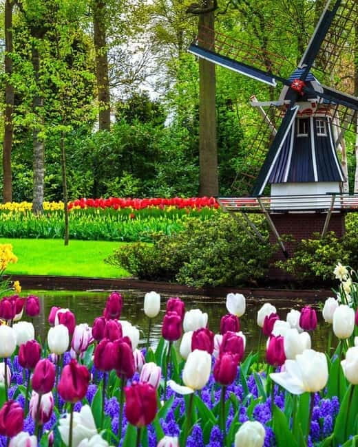 Amsterdam: Keukenhof and Tulip Fields Private Day Trip - Convenient Pickup from Multiple Amsterdam Locations