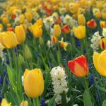 Amsterdam: Keukenhof & FlowerFarm Tour Including Tickets - Why Choose a Private Driver-Host for Keukenhof Visits