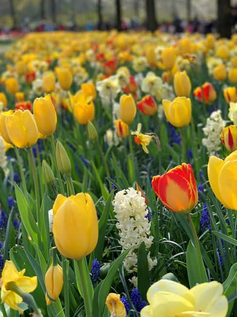 Amsterdam: Keukenhof & FlowerFarm Tour Including Tickets - Why Choose a Private Driver-Host for Keukenhof Visits